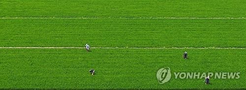 더위에 짙어진 초록
