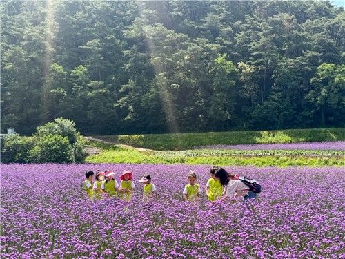 가곡면에 핀 버베나 