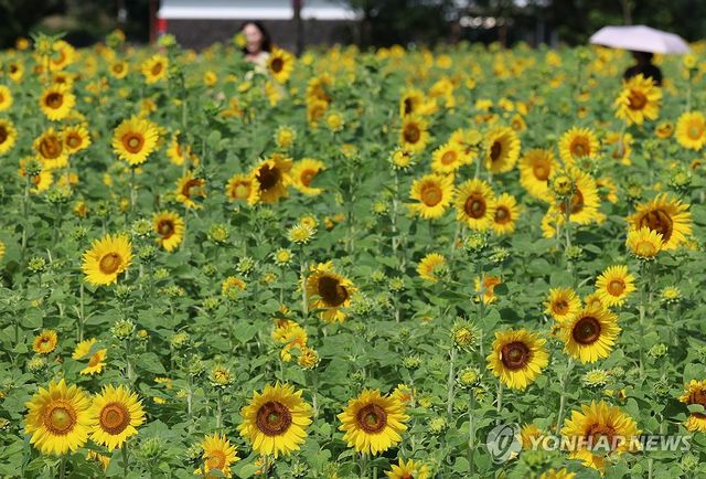 해바라기의 계절