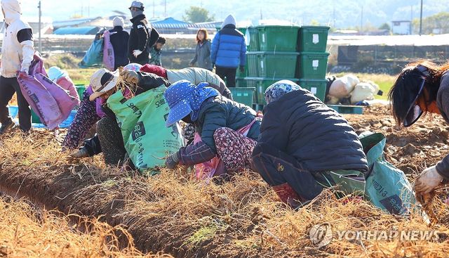 초겨울 날씨 속 인삼 수확하는 농민들