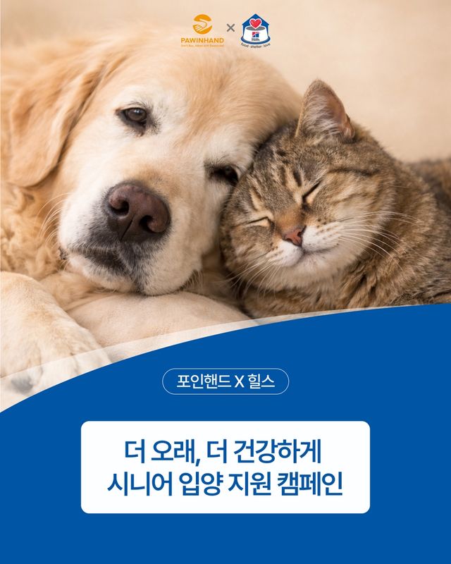 노령 유기 반려동물 입양 지원 캠페인 포스터