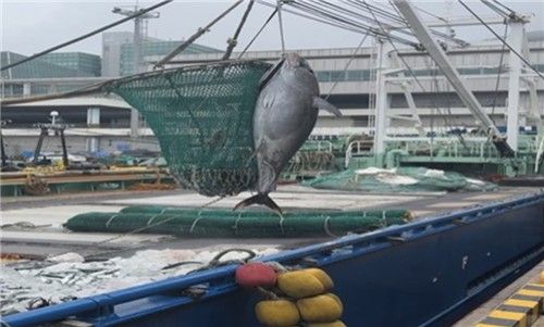 참다랑어 고소득화 시범사업 현장사진