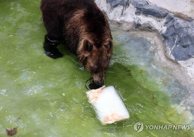 대전오월드 불곰의 여름 나기