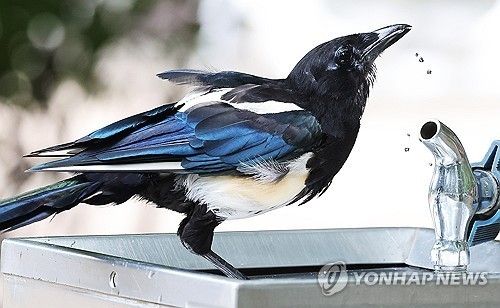 물이 필요해