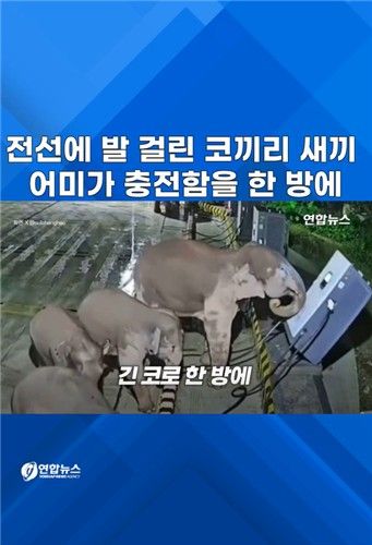 [쇼츠] 전선에 발 걸린 코끼리 새끼…충전함 쓰러뜨린 어미 - 2