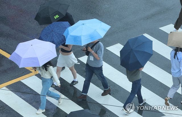 부산, 우산 쓰고 횡단보도 건너는 관광객들