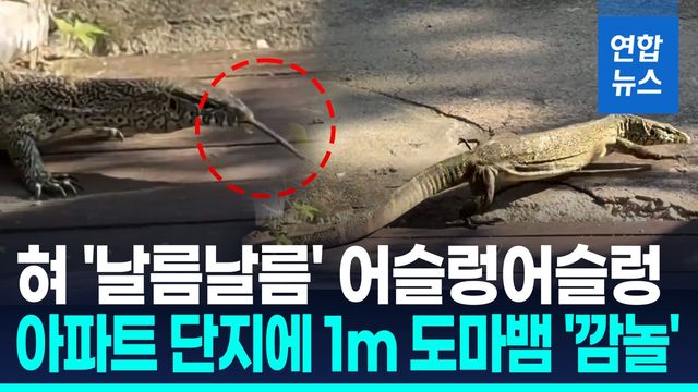 [영상] 샴악어 이어 이번엔 1m 도마뱀…수원 아파트 산책로 출몰 - 2