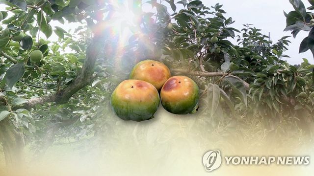 폭염·가뭄까지…단감 '햇볕 데임' 피해 속출 (CG)