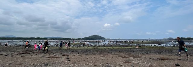 성산 조개바당 축제에서 조개 캐는 도민과 관광객