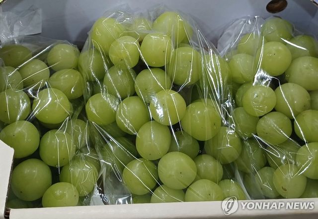 샤인머스켓
