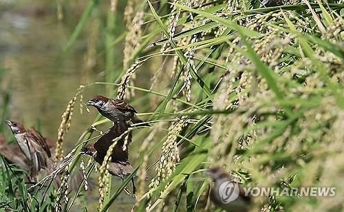 익어가는 벼, 바빠진 참새