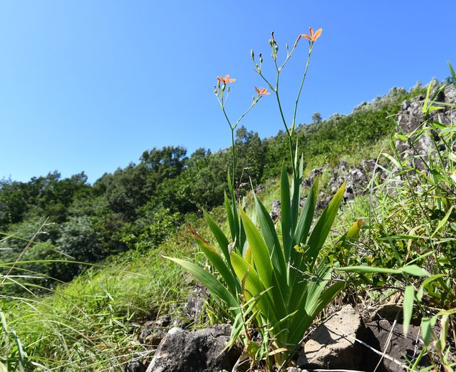 범부채 최북단 자생지