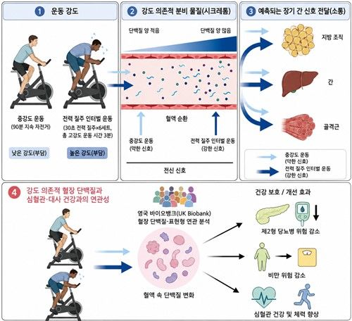 "3분간 전력 질주, 90분 중강도 운동보다 혈액 단백질 변화 커"
