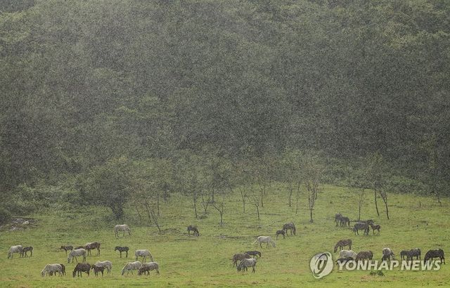 제주도 산간에 내리는 비