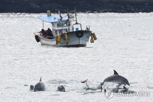 제주 고산 앞바다의 남방큰돌고래