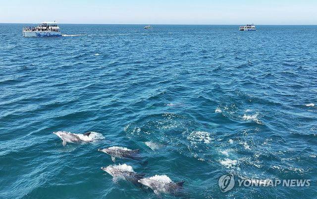 남방큰돌고래 무리의 유영