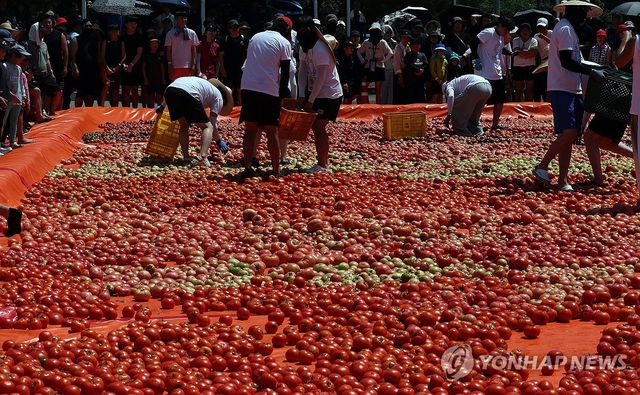 화천토마토축제 '황금반지를 찾아라' 이벤트