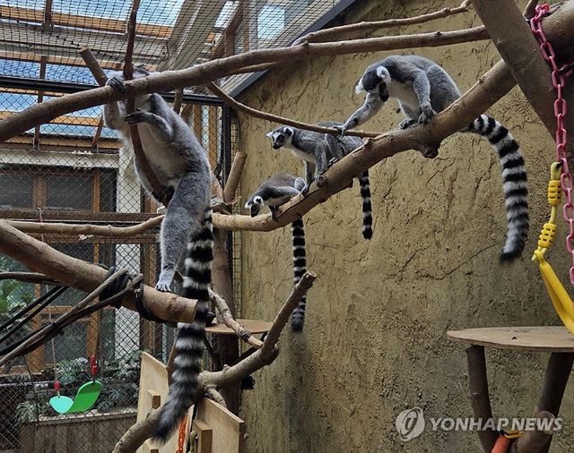 전주동물원으로 이사 온 알락꼬리여우원숭이