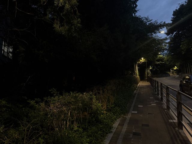 고려대 안암학사로 향하는 북악산로 옆으로 우거진 수풀