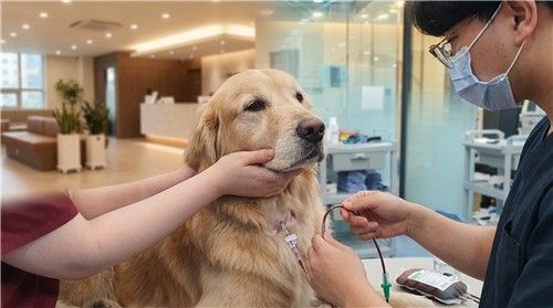 동물병원에서 진행되고 있는 반려견 채혈 현장