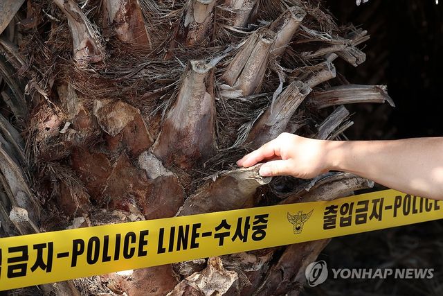 장씨 시신 발견된 야자수농장의 베어낸 야자 줄기