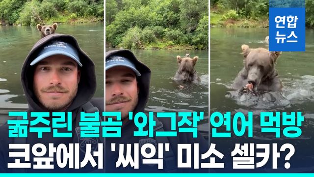 [영상] 어부 보란듯 '와그작' 연어 먹방…그리즐리 불곰 '초근접 셀카' - 2
