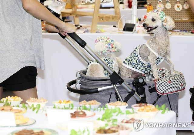 간식 관심 보이는 강아지