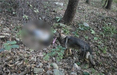 야산에서 실종자 발견한 119구조견 '가온'