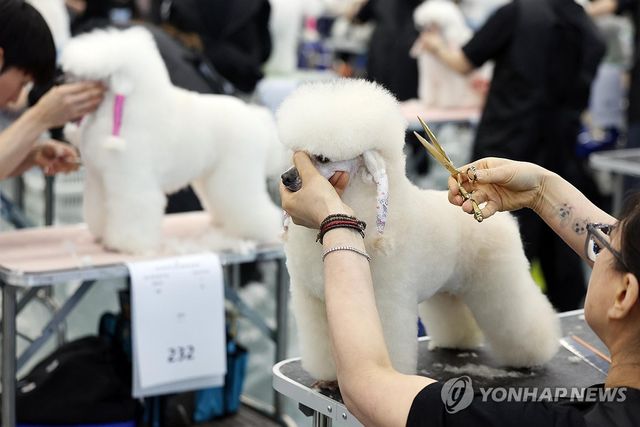 애견미용