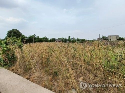 말라붙은 중국 농작물
