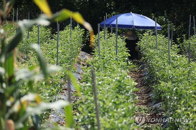 폭염중대경보 속 밭일…괜찮을까