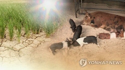 폭염에 가뭄까지…농작물 말라 죽고 가축 집단 폐사(CG)