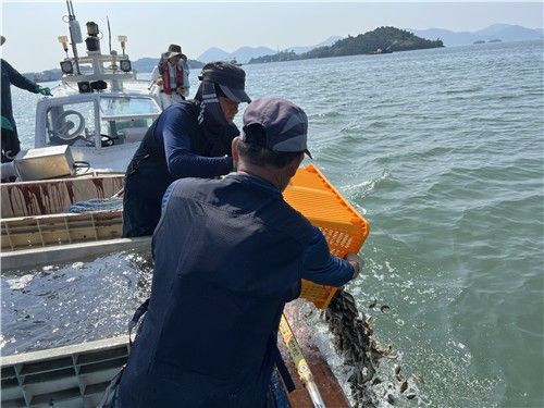 조피볼락 긴급 방류