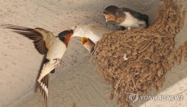 제비의 고된 육아