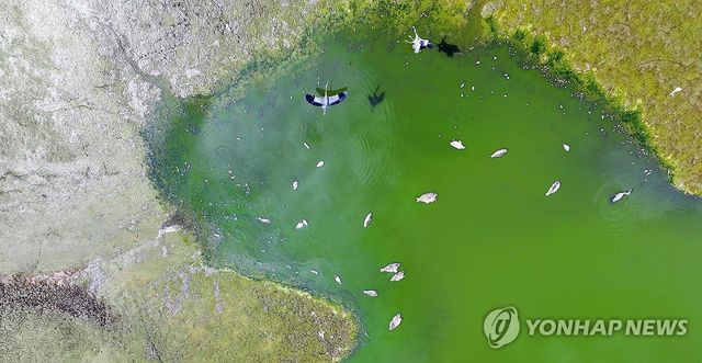 타들어 가는 청도군…물고기 떼죽음까지