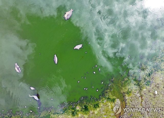 타들어 가는 청도군…물고기 떼죽음까지