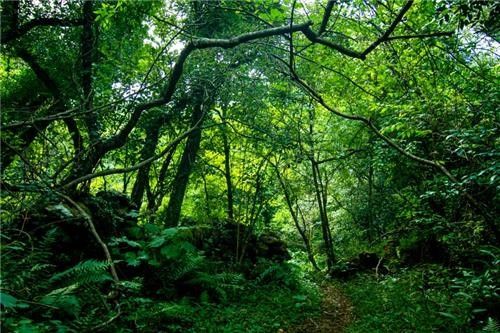 저지곶자왈