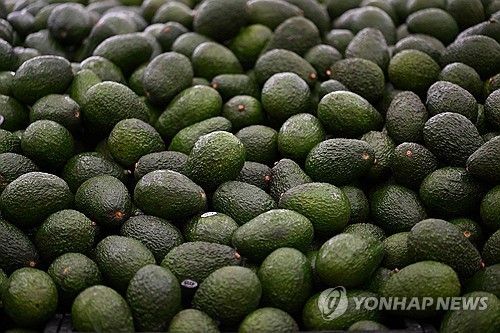 멕시코 아보카도