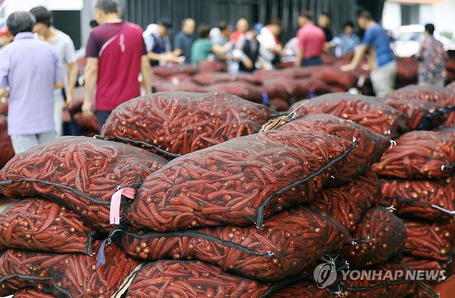 다가온 수확의 계절…분주한 햇고추 경매