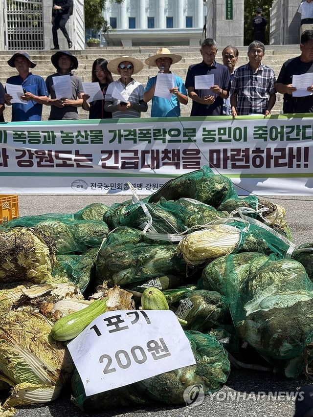 출하 포기로 밭에서 썩은 배추