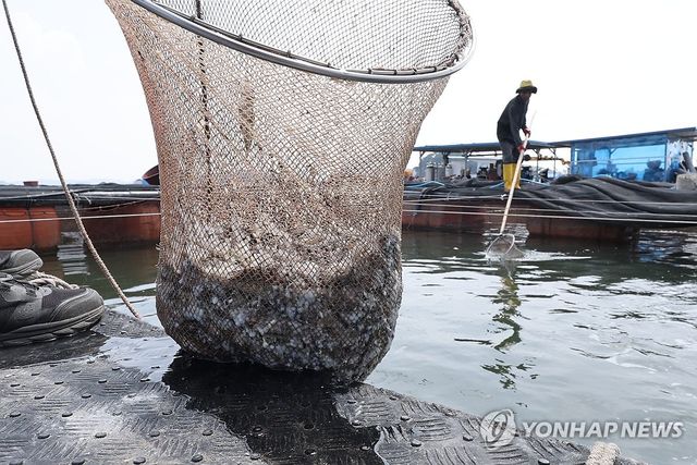 고수온으로 폐사한 가두리 양식장 어류