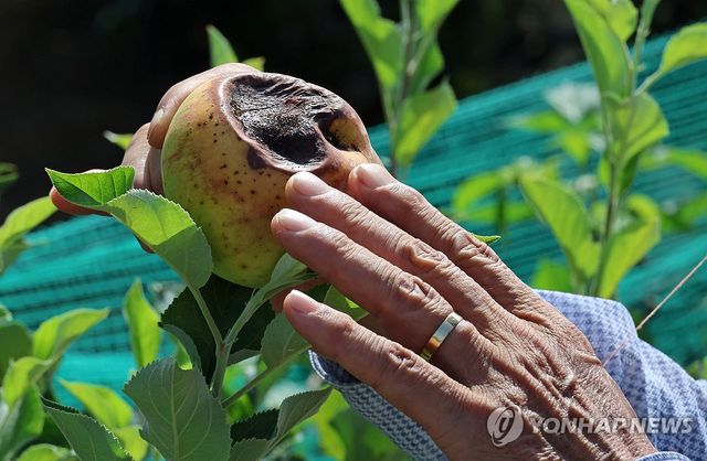 폭염에 사과 농가도 피해