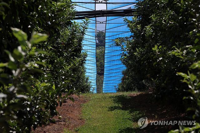 폭염 막는 사과밭 차광망