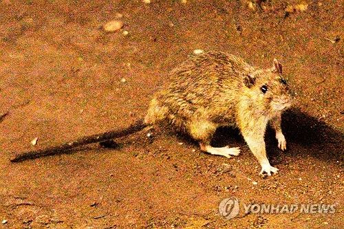 설치류