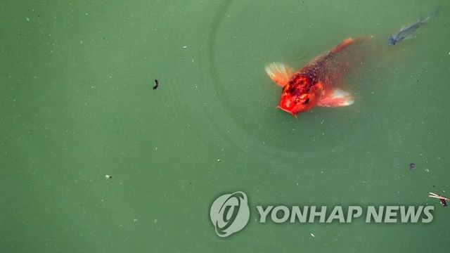 녹조