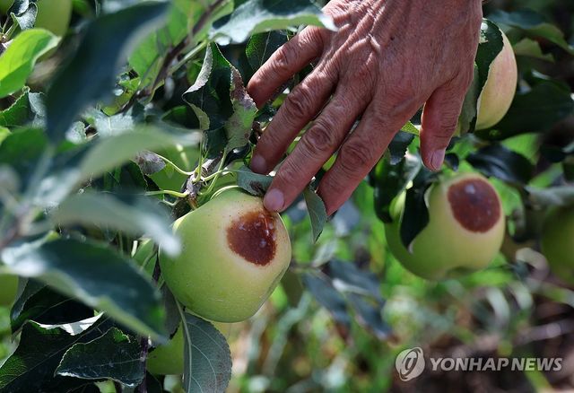 사과 농가도 폭염 피해
