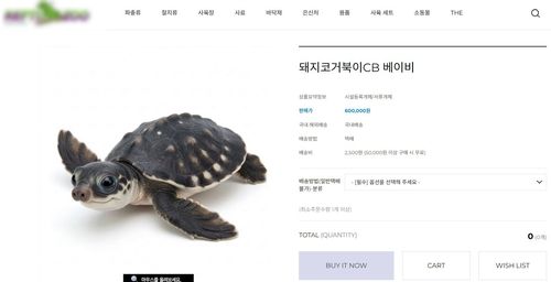 온라인 파충류 샵에서 거래되고 있는 국제멸종위기종 거북