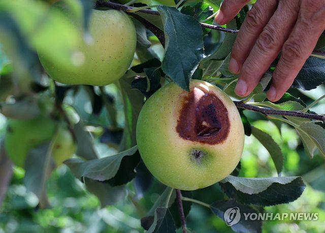 사과 농가도 폭염 피해