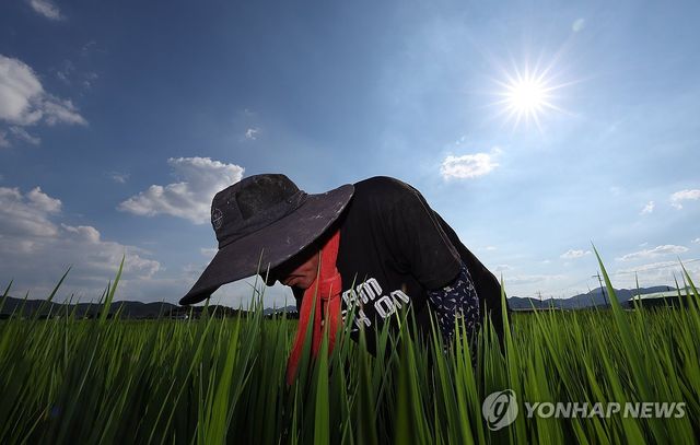 "가물어도 풀은 왜 이리 자라는지"