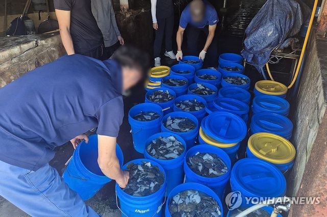 고수온에 폐사한 물고기